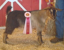Bells Goats Jean